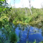 Jazierko so stojatou vodou a plávajúcou vegetáciou, biotop Vo2