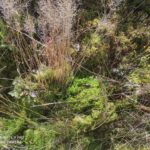Pohľad na prechodne rašelinisko s výskytom rašeliníka (Sphagnum sp.) v lokalite Makoviská (foto: T. Dražil)