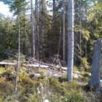 (Foto 2 _ interiér lesa s výskytom podmáčaných smrekovo – borovicových lesov na rašeliniskách)_foto dokumentačné