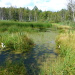Plávajúce formácie vodných rastlín a rastliny zakorenené v dne jazierka