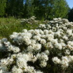 Rojovník močiarny (Ledum palustre) čeľaď Ericaceae – kriticky ohrozený druh, najbohatší výskyt tohto druhu na lokalite v územnej pôsobnosti TANAP-u