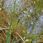Stojaté vody s bublinatkou menšou (Utricularia minor)