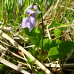 Fialka dvojlistá (Viola epipsila) – najvzácnejšia rastlina územia i na Slovensku