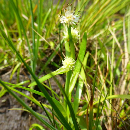 Ježohlav najmenší (Sparganium natans) jediný výskyt rastliny v územnej pôsobnosti TANAP-u